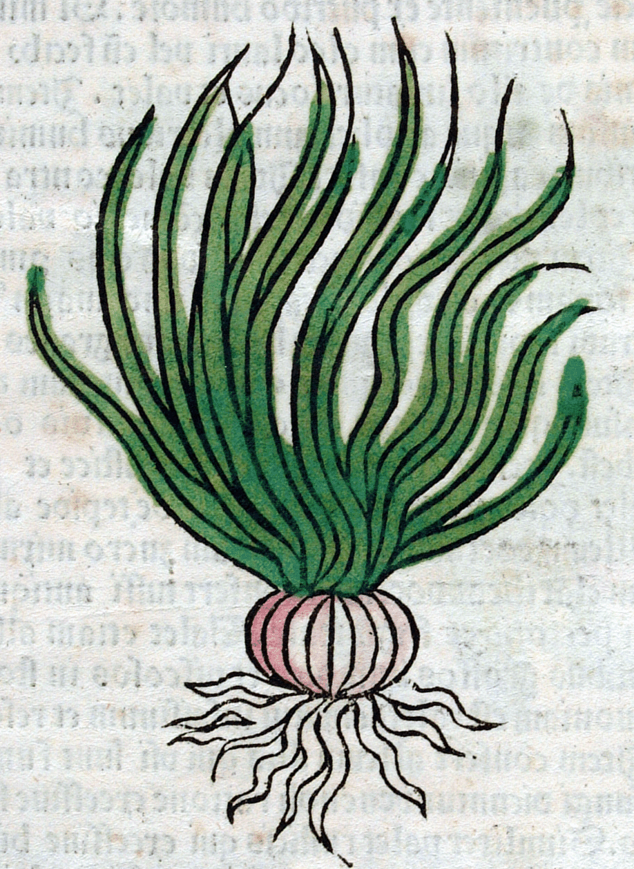 Particolare pagina De honesta voluptate et valetudine