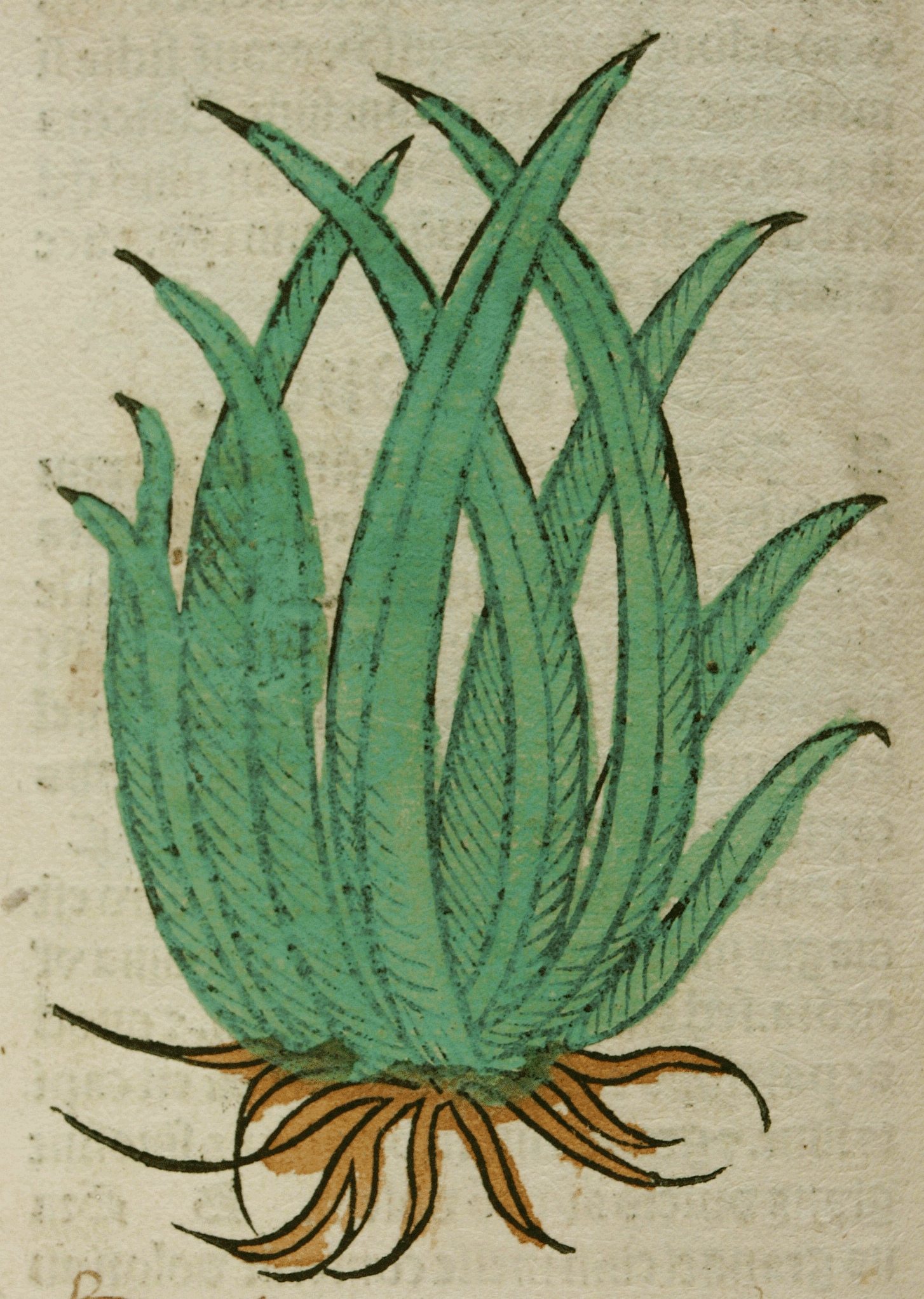 Strumenti di cucina del Rinascimento